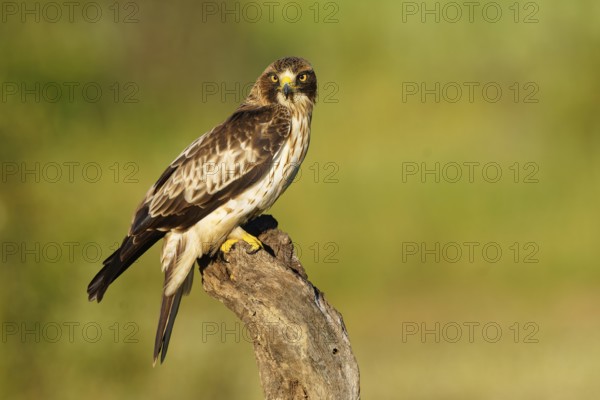 A falcon sits on a branch in nature, surrounded by green, with brown and white feathers