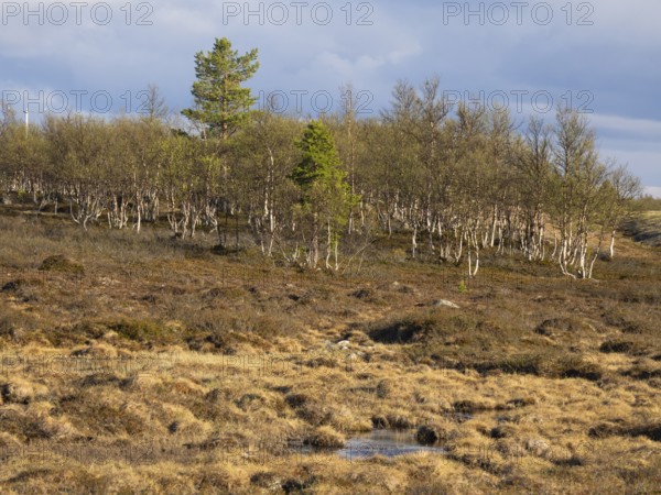 Marsh landscape with Hairy Birch (Betula pubescens) and Pine trees (Pinus sylvestris), May, Finnish