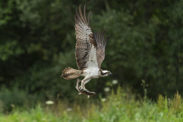 Western osprey (Pandion haliaetus) hunting with a trout, Aviemore, Scotland, Great Britain