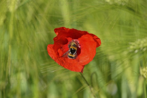 Poppy flowers (Papaver rhoeas) in a green cereal field, flower with a dark bumblebee (Bombus
