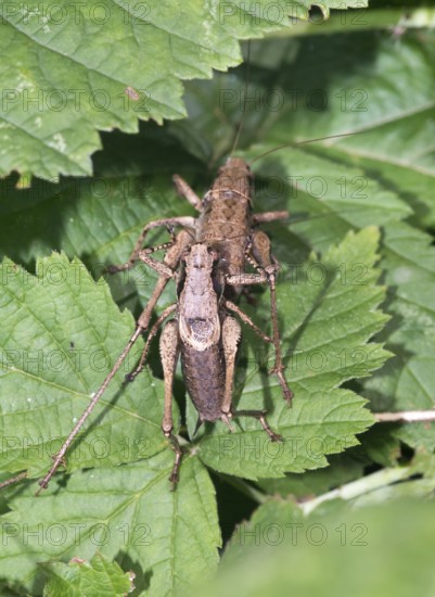 Dark bush-cricket (Pholidoptera griseoaptera) or common bush cricket, male and female mating on