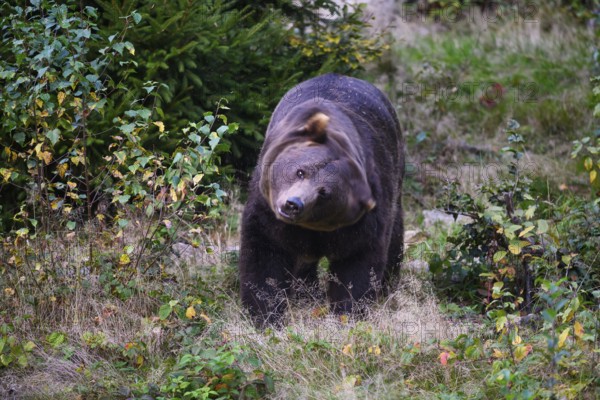Brown bear (Ursus arctos) shaking its head, captive, Neuschönau enclosure, Bavarian Forest National