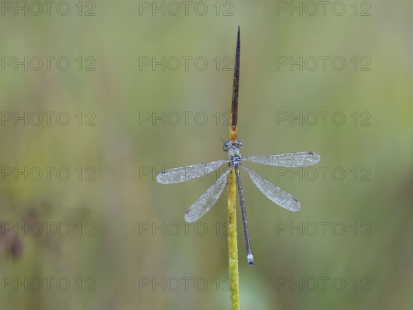 Emerald Damselfly (Lestes sponsa) sits on a rush stalk, the first rays of sunlight dry the wings,