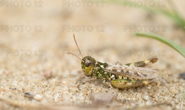 Mottled grasshopper (Myrmeleotettix maculatus) sits well camouflaged on sand, grasshopper with