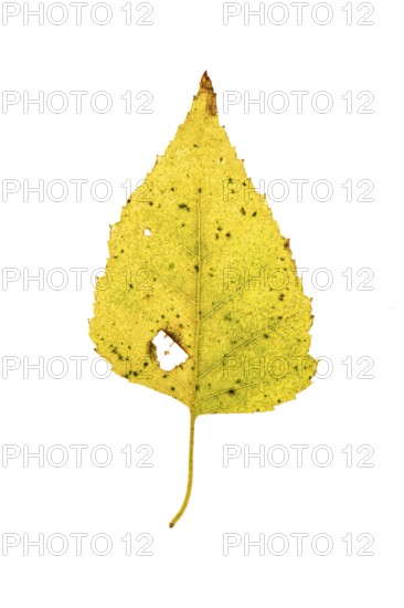 Autumn coloured leaf of a birch (Betula), tree, free-standing, Vechta, Lower Saxony, Germany,