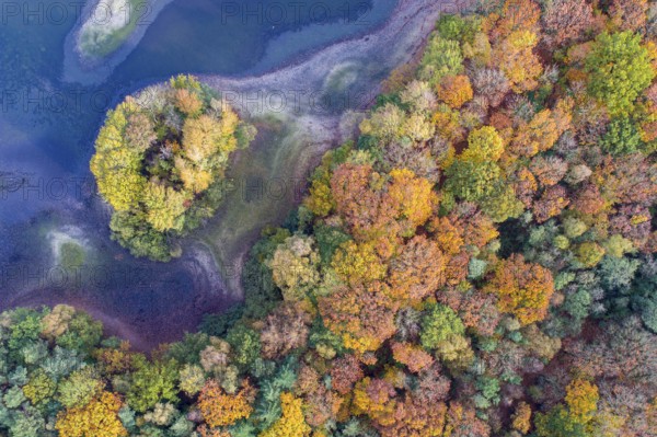 Mixed forest in autumn, colouring, aerial view, forest, autumnal, Ahlhorn fish ponds,