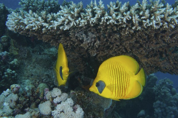 Pair of bluecheek butterflyfish (Chaetodon semilarvatus) under Pharaoh's antler coral (Acropora