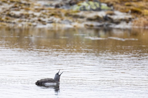 Red-throated diver (Gavia stellata), adult bird swimming with open bill on a lake, Varanger,