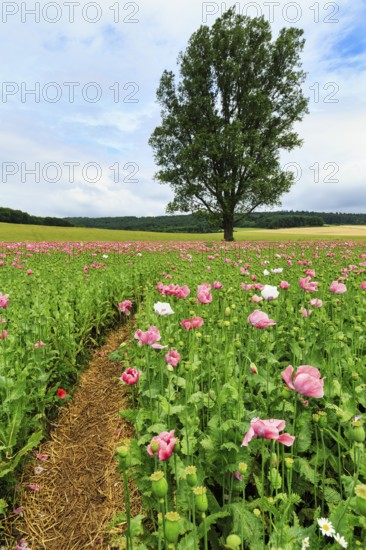 Hiking trail in an opium poppy (Papaver somniferum), solitary tree in a poppy field, pink flowers