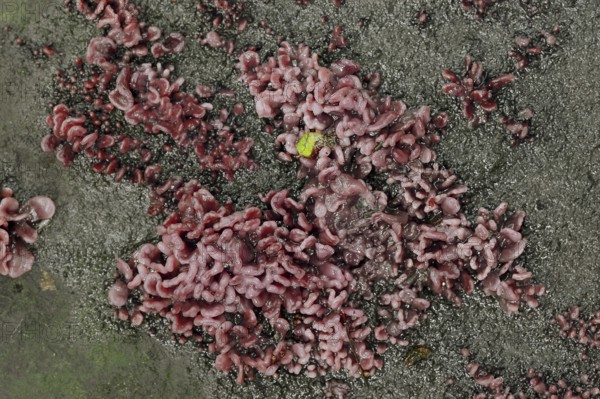 Flesh-red gall tumbler (Coryne dubia, Ascocoryne sarcoides), secondary fruit form or conidial form,