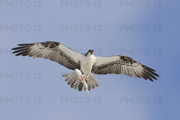 Western osprey (Pandion haliaetus) flying with preyed fish, Everglades National Park, Florida, USA,