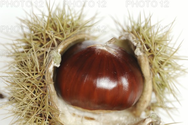 Sweet chestnut or sweet chestnut (Castanea sativa), fruit, chestnut on a white background