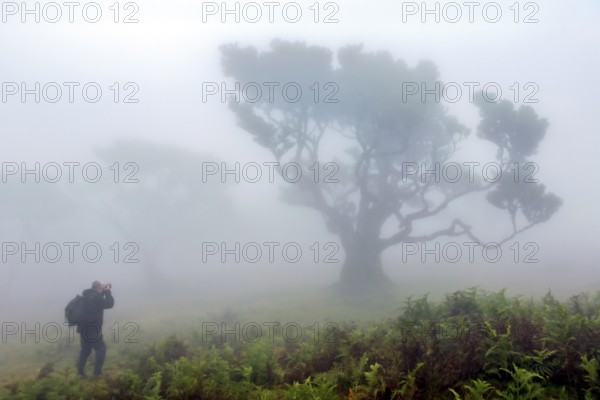 Eine Person neben einem großen Baum umhüllt von dichtem Nebel in einer friedvollen Naturlandschaft,