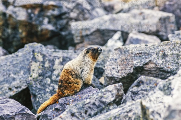 Hoary marmot (Marmota caligata) sitting on a rock at a rockfall scree, Banff National Park, Canada,