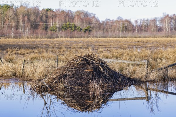 Beaver lodge in a flooded meadow landscape