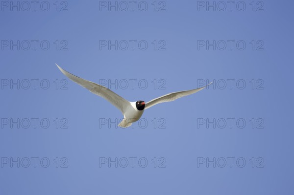 Herring Gull (Ichthyaetus melanocephalus, Larus melanocephalus), flying, Camargue, Provence,