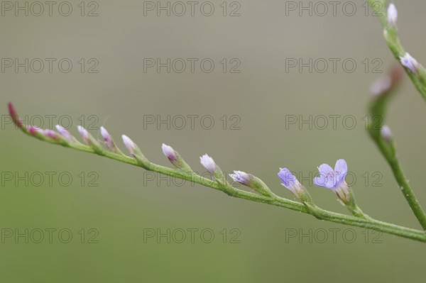 Narrow-leaved sea lilac (Limonium narbonense, Limonium angustifolium), Camargue, Provence, southern