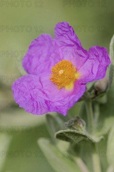 White-leaved rock rose (Cistus albidus), flower, Provence, southern France