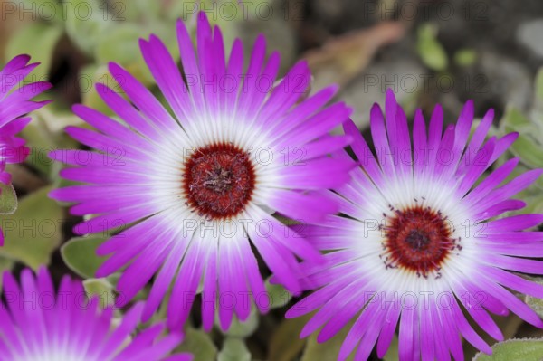 Midday flower (Dorotheanthus bellidiformis), flowers, native to Africa, ornamental plant, North