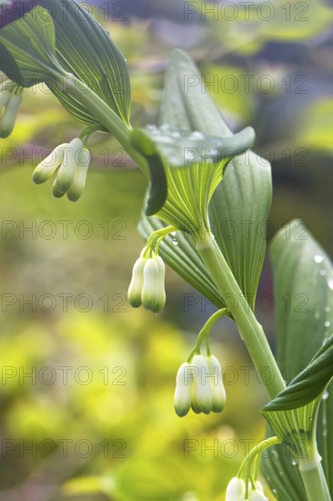 Flowers of a solomon's seal (Polygonatum multiflorum) with raindrops, Bavaria, Germany, Europe