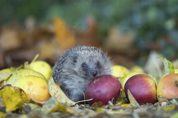European hedgehog (Erinaceus europaeus) adult animal walking over fallen apples on a garden lawn in