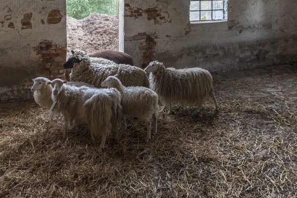 Sheep in a straw-bedded barn, Soay sheep in the front, no longer need to be shorn, black-headed