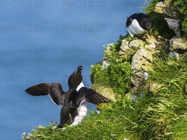 Razorbill, Alca Torda, birds on cliffs, Bempton Cliffs, North Yorkshire, England, United Kingdom,