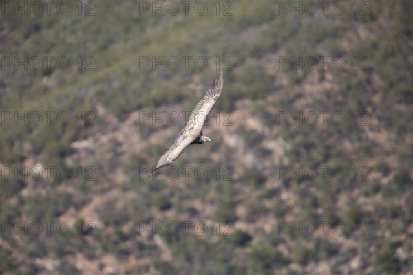 Griffon vulture (Gyps fulvus), Monfragüe National Park, Extremadura, Castilla La Mancha, Spain,