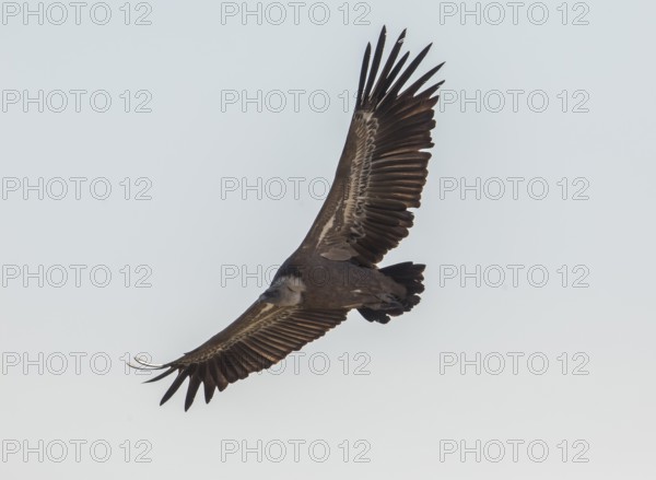 Griffon vulture (Gyps fulvus), Monfragüe National Park, Extremadura, Castilla La Mancha, Spain,