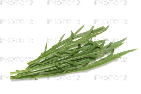 Vegetable, salad plant, crow's foot plantain, Plantago coronopus), also known as stag's horn