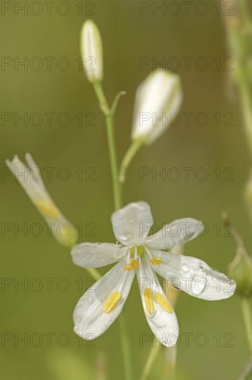 Clustered grass lily or knotless grass lily (Anthericum liliago), flower, North Rhine-Westphalia,
