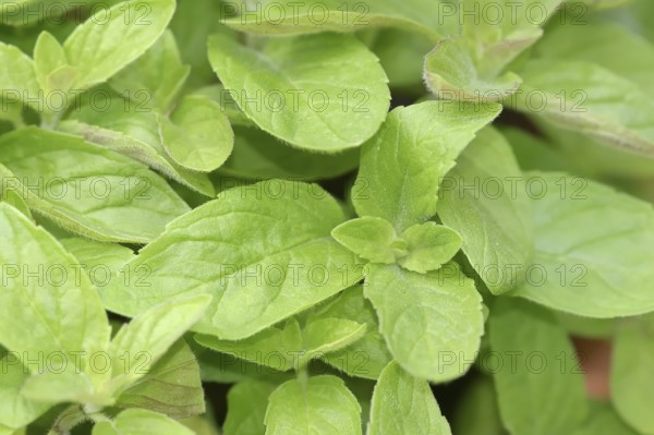 Sweet lemon mint or sweet lime mint Hillary's sweet lemon (Mentha spec.), leaves, herb plant, North