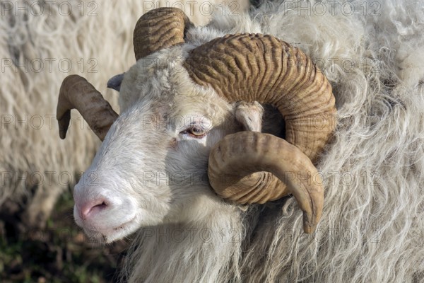 Male horned white moorland snook (Ovis aries), Rehna, Mecklenburg-Western Pomerania, Germany,