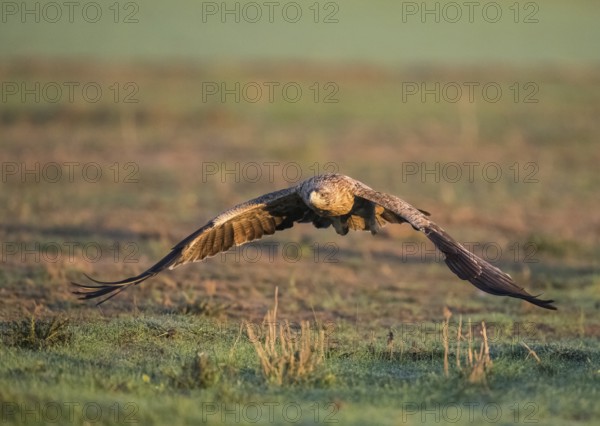 Juvenile Iberian Eagle in flight, Spanish Imperial Eagle (Aquila adalberti), Extremadura, Castilla