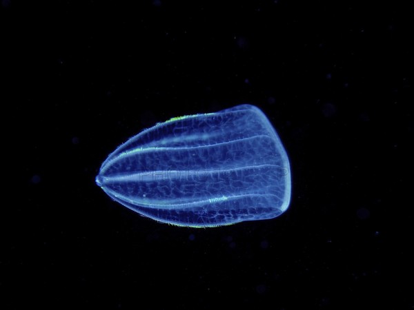 A luminous jellyfish, Mediterranean melon jellyfish (Beroe ovata), floats in the dark, deep ocean