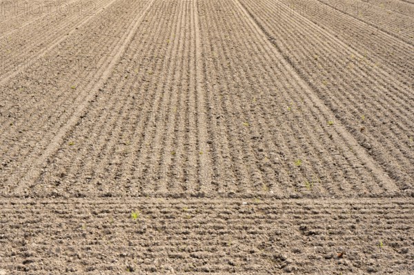 Cultivated soil, prepared, sown vegetable field, Hegau, Baden-Württemberg, Germany, Europe