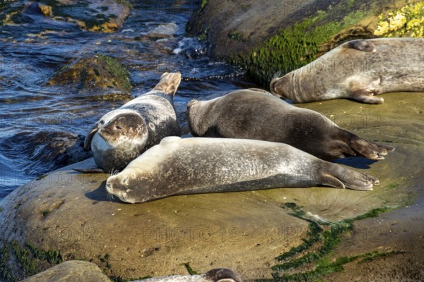 Harbor seals, phoca vitulina vitulina. Group of seals resting on a rock by the sea. Forillon