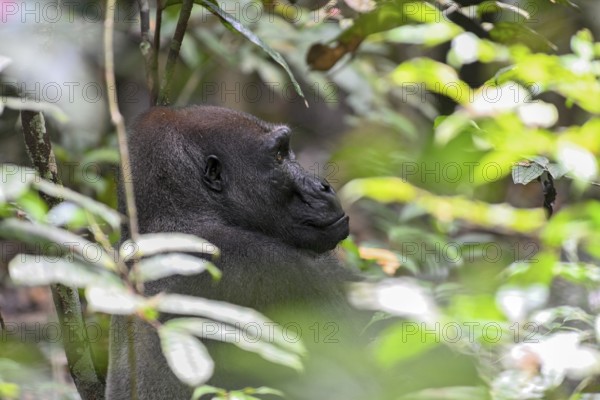 Western lowland gorilla (Gorilla gorilla gorilla), male animal, silverback, Loango National Park,
