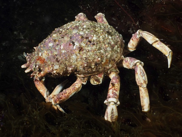A spider crab (Maja squinado) crawls across the ocean floor, covered in algae. Dive site Maharees