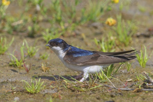 Common house martin (Delichon urbicum), stands on the ground to collect nesting material, wildlife,