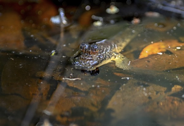 Atlantic mudskipper (Periophthalmus barbarus), Loango National Park, Parc National de Loango,