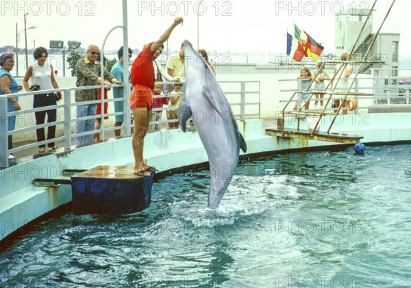 Dolphin show at the dolphinarium at the marina, Rimini, Adriatic coast, Emilia Romagna region,