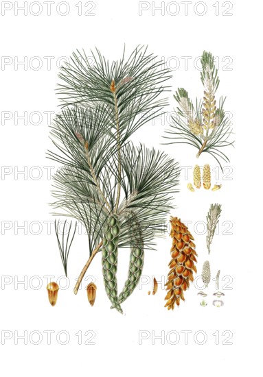 Strobe, Pinus strobus, also Weymouth pine, Weymouth pine, digitally improved reproduction of an