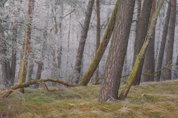 View of spruces frozen with hoarfrost in the forest, landscape photo, nature photo, flora, fauna,