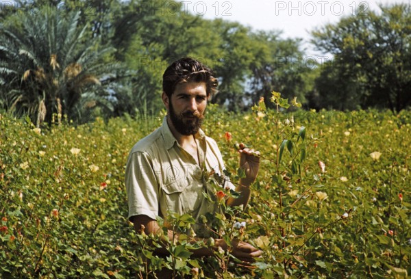 A Western European farmer inspects the cotton harvest in a field, Pakistan 1962