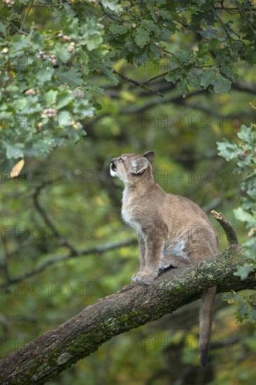 One young cougar, Puma concolor, sitting on a big branch high up in an oak tree