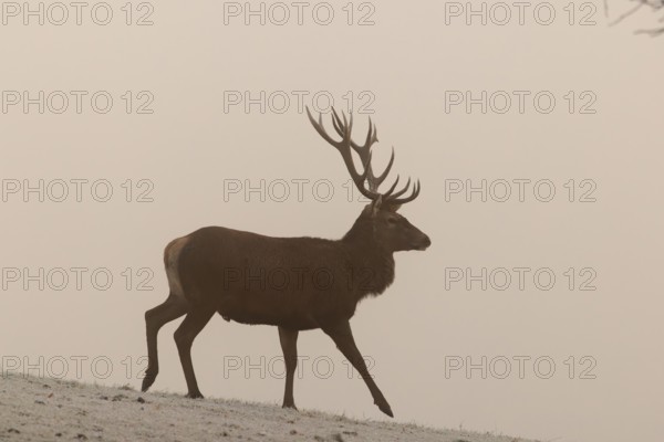 A red deer (Cervus elaphus) crosses a meadow covered with hoarfrost in dense fog
