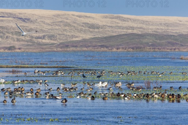 Wildfowl, waders and seagulls, a diversity of species resting on a partially frozen lake in winter,
