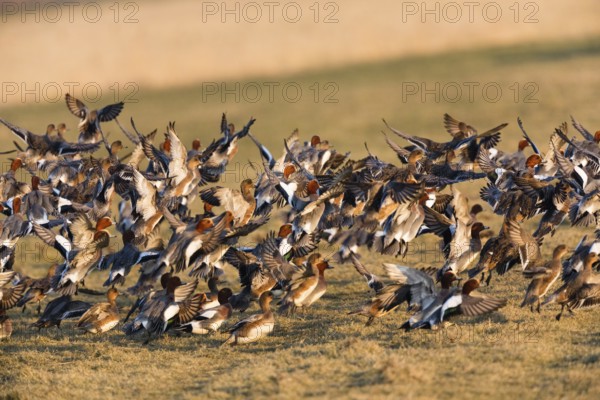 Eurasian Wigeon, (Mareca penelope) birds in flight taking of from a meadow, Texel, Holland