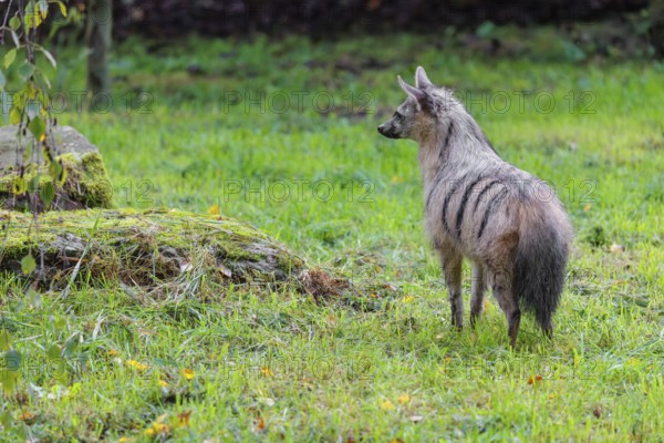An aardwolf (Proteles cristatus) stands in a green meadow